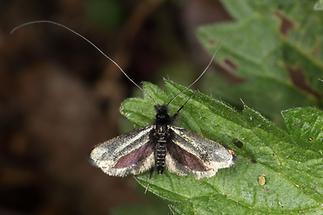 Adela reaumurella - kein dt. Name bekannt, Männchen