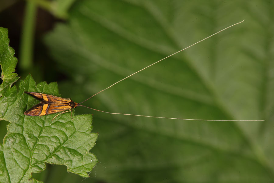 Nemophora degeerella - kein dt. Name bekannt, Männchen