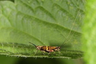 Nemophora degeerella - kein dt. Name bekannt, Paar (1)