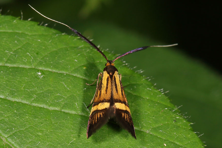 Nemophora degeerella - kein dt. Name bekannt, Weibchen