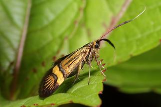 Nemophora degeerella - kein dt. Name bekannt, Weibchen (2)