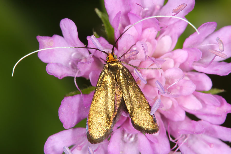 Nemophora metallica - kein dt. Name bekannt, Weibchen