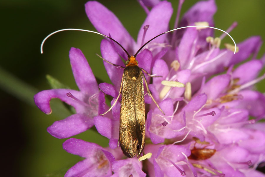 Nemophora metallica - kein dt. Name bekannt, Weibchen