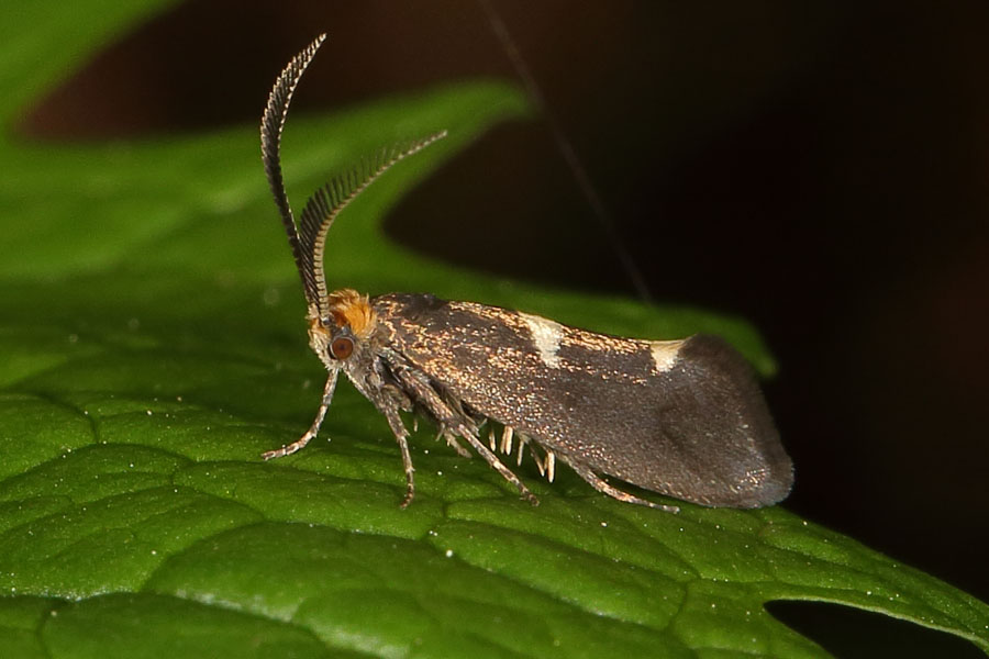 Incurvaria mascuella - kein dt. Name bekannt, Männchen