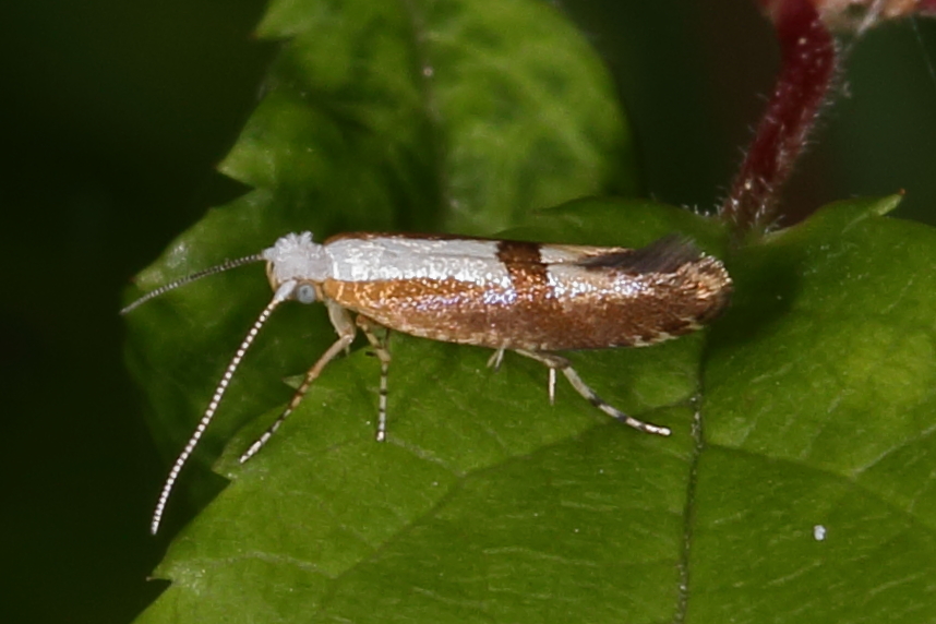 Argyresthia pruniella - Kirschblütenmotte