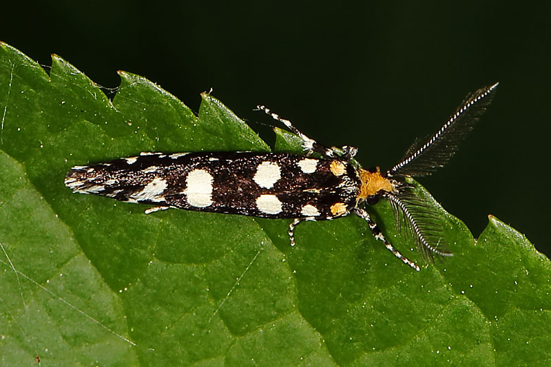 Euplocamus anthracinalis - Anthrazitmotte, Falter