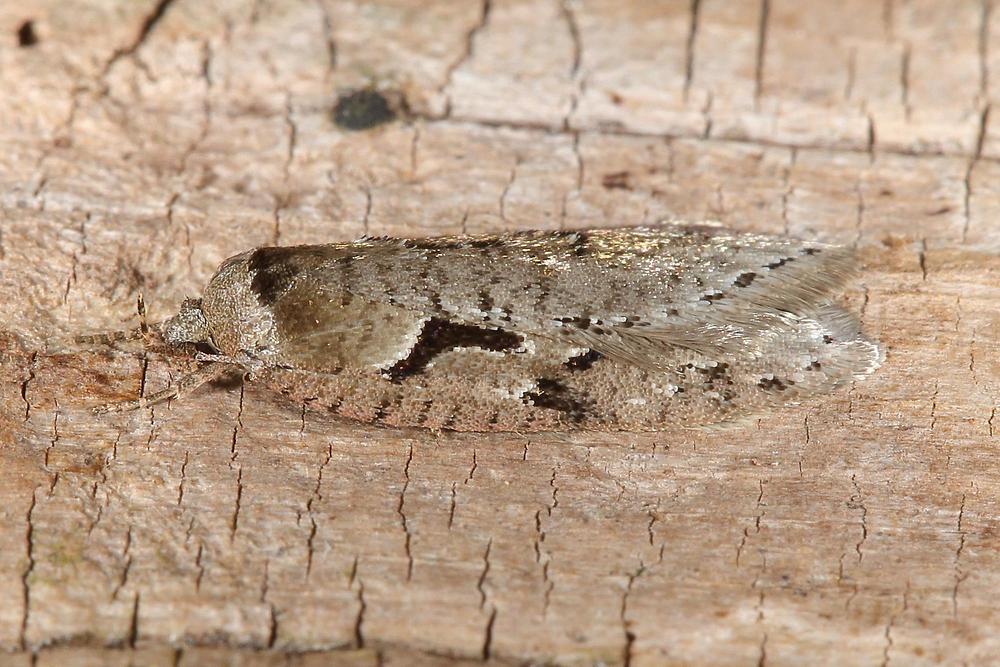 Semioscopis steinkellneriana - kein dt. Name bekannt