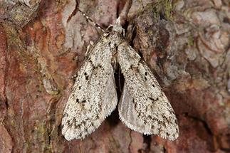 Diurnea fagella - Buchenmotte, Sängerin, Männchen