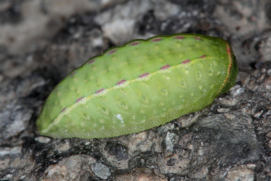 Apoda limacodes - Großer Schneckenspinner, Raupe