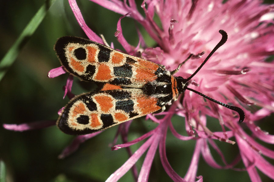 Zygaena fausta - Bergkronwicken-Widderchen, Falter Oberseite