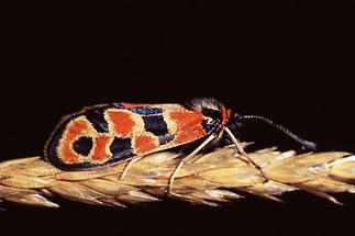 Zygaena fausta - Bergkronwicken-Widderchen, Falter Oberseite (2)