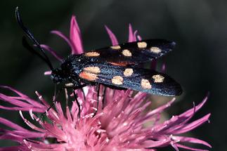 Zygaena filipendulae - Sechsfleck-Widderchen, Falter Oberseite (2)