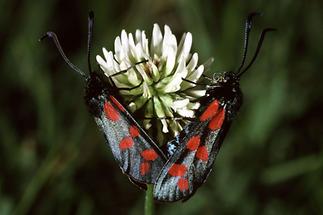 Zygaena filipendulae - Sechsfleckwidderchen, Paar (1)