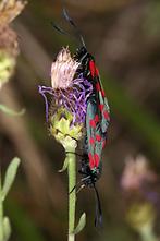 Zygaena filipendulae - Sechsfleckwidderchen, Paar (2)