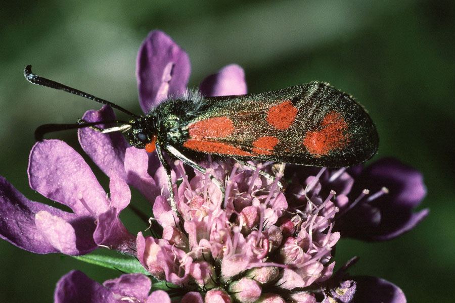 Zygaena loti - Beilfleck-Widderchen, Falter Oberseite