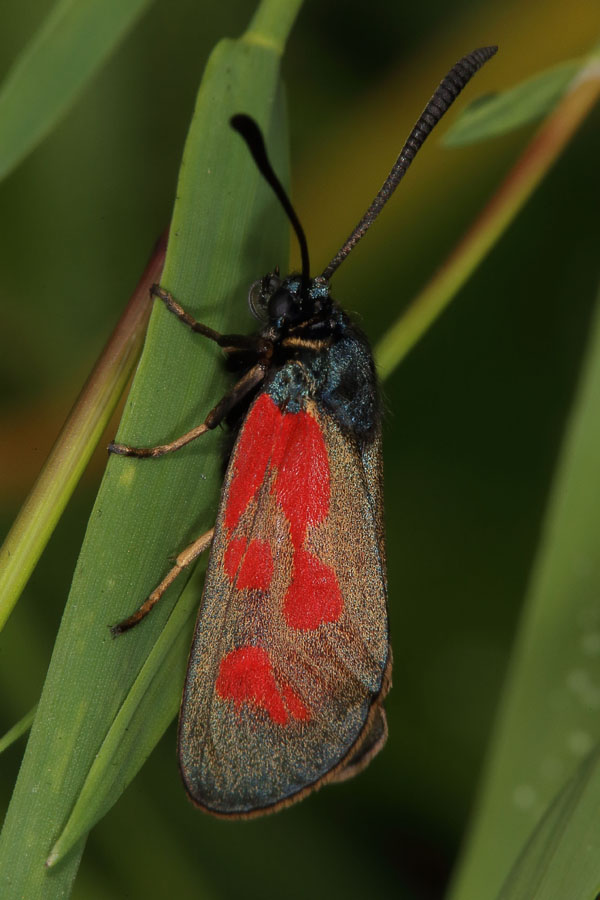 Zygaena loti - Beilfleck-Widderchen, Paar