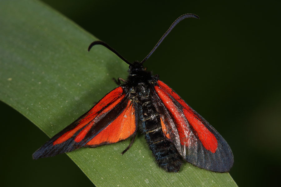 Zygaena osterodensis - Platterbsen-Widderchen, Falter Oberseite