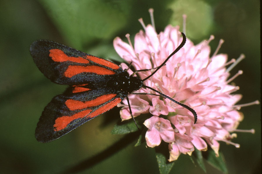 Zygaena purpuralis - Thymian-Widderchen, Falter Oberseite