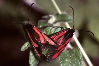 Zygaena purpuralis - Thymian-Widderchen, Paar Oberseite