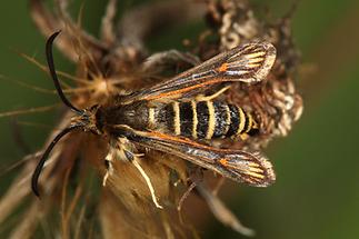 Bembecia ichneumoniformis - Hornklee-Glasflügler, Falter Oberseite