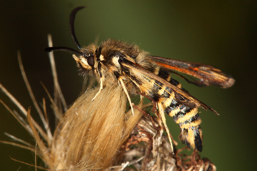 Bembecia ichneumoniformis - Hornklee-Glasflügler, Falter Seite