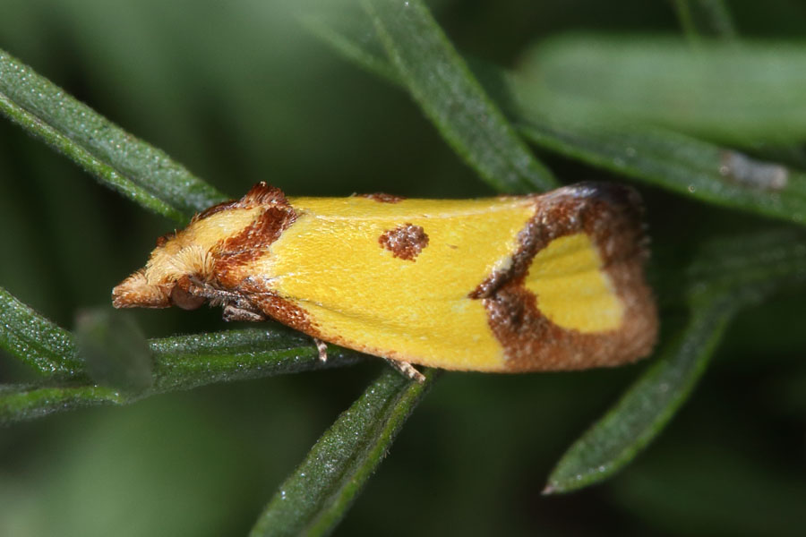 Agapeta zoegana - kein dt. Name bekannt, Falter