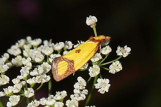 Agapeta zoegana - kein dt. Name bekannt