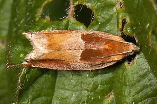 Ancylis mitterbacheriana - kein dt. Name bekannt, Falter