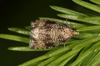 Celypha lacunana - kein dt. Name bekannt