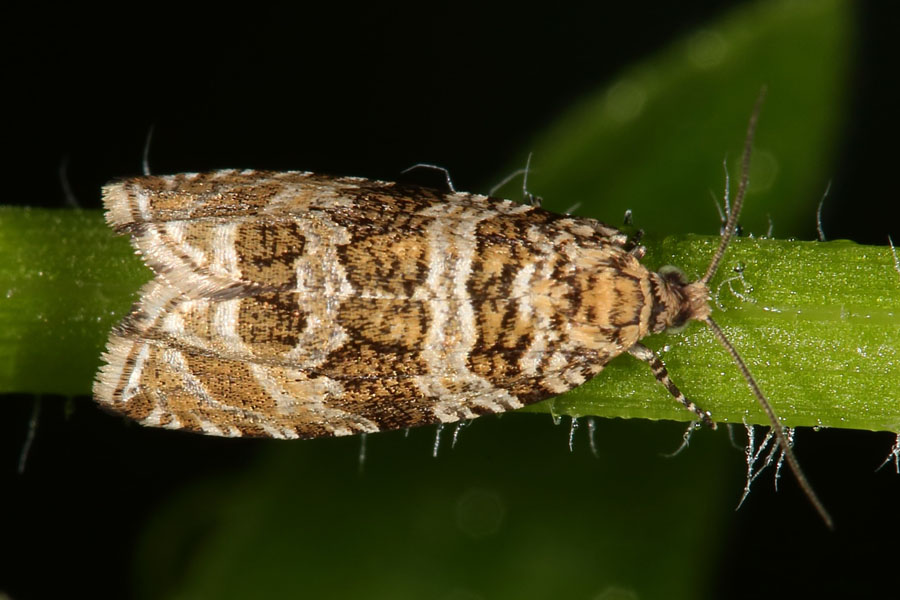 Celypha rivulana - kein dt. Name bekannt, Falter