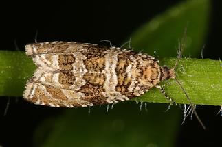 Celypha rivulana - kein dt. Name bekannt, Falter