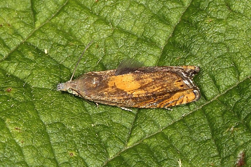 Dichrorampha flavidorsana - Gelbrücken-Rainfarnwickler