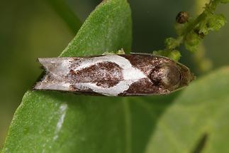 Epiblema foenella - kein dt. Name bekannt