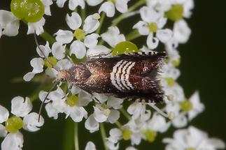 Grapholita compositella - kein dt. Name bekannt (1)