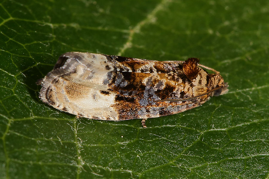 Hedya nubiferana - Grauer Knospenwickler, Falter