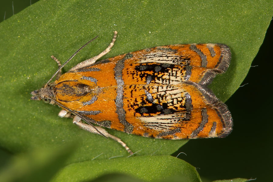 Olethreutes arcuella - Prachtwickler, Falter