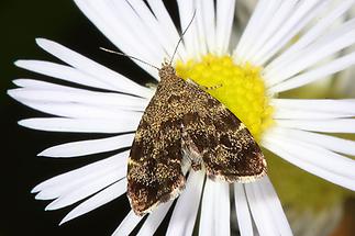 Anthophila fabriciana - kein dt. Name bekannt, Falter (2)