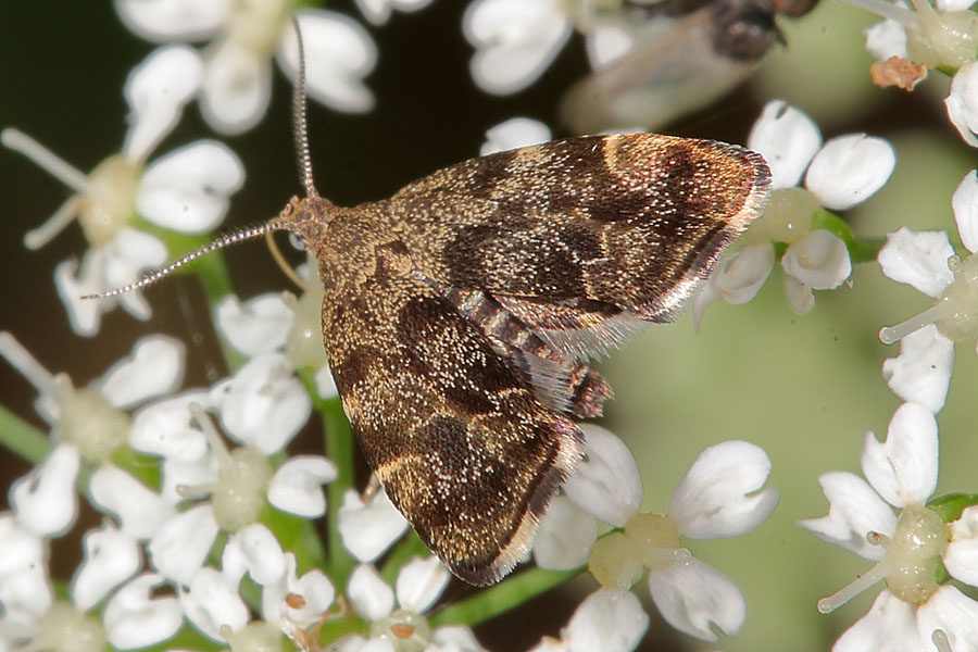 Anthophila fabriciana - kein dt. Name bekannt, Falter