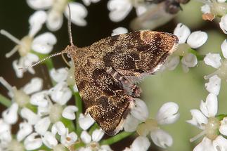 Anthophila fabriciana - kein dt. Name bekannt, Falter (3)