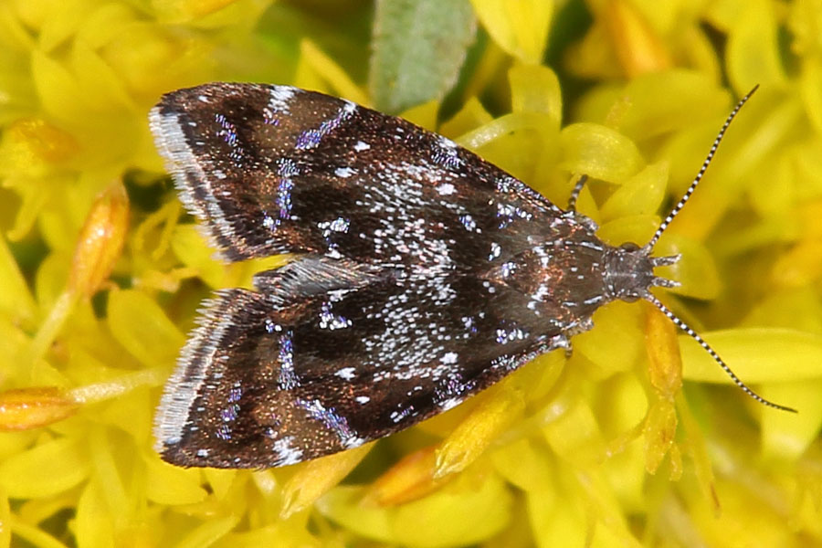 Prochoreutis sehestiana - kein dt. Name bekannt, Falter