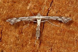 Platyptilia gonodactyla - kein dt. Name bekannt, Falter Oberseite