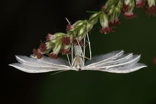 Pterophorus pentadactyla - Schlehen-Fenstergeistchen, Falter Unterseite (1)