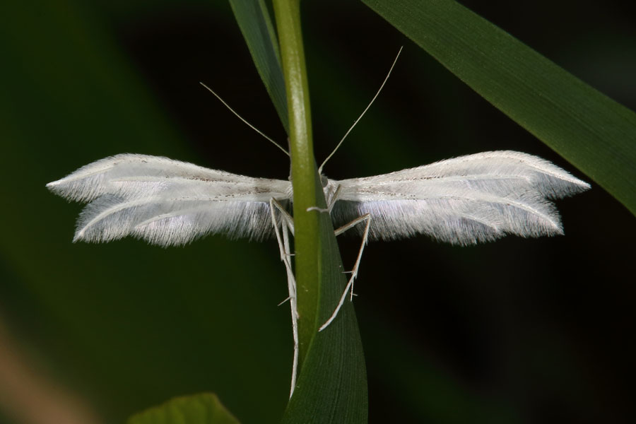 Pterophorus pentadactyla - Schlehen-Fenstergeistvhen, Falter Unterseite