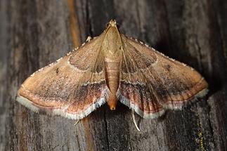 Endotricha flammealis - Geflammter Kleinzünsler, Falter