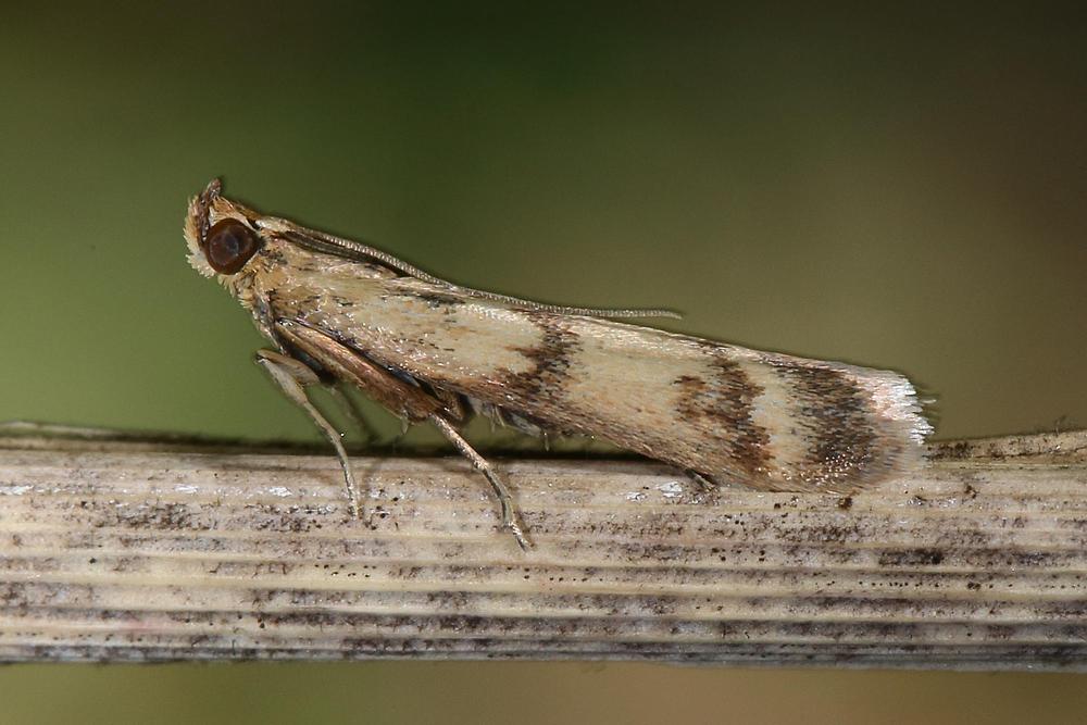 Homoeosoma sinuella - kein dt. Name bekannt