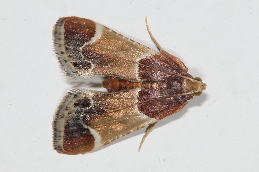 Pyralis farinalis - Mehlzünsler, Falter