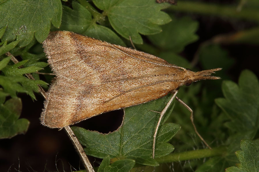 Synaphe punctalis - kein dt. Name bekannt, Falter