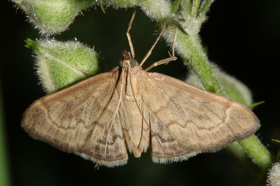 Anania fuscalis - kein dt. Name bekannt, Falter