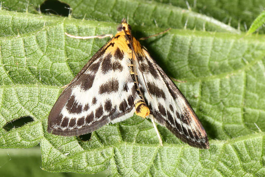 Anania hortulata - Brennnesselzünsler, Falter