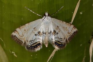 Cataclysta lemnata - Wasserlinsenzünsler